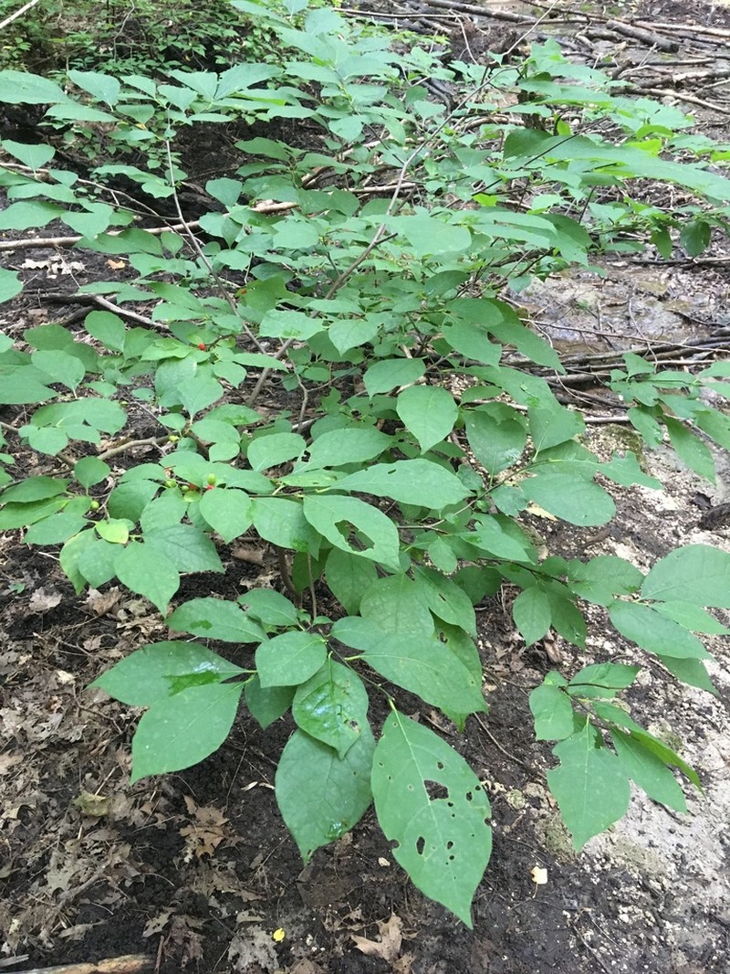 Northern Spicebush photo 2