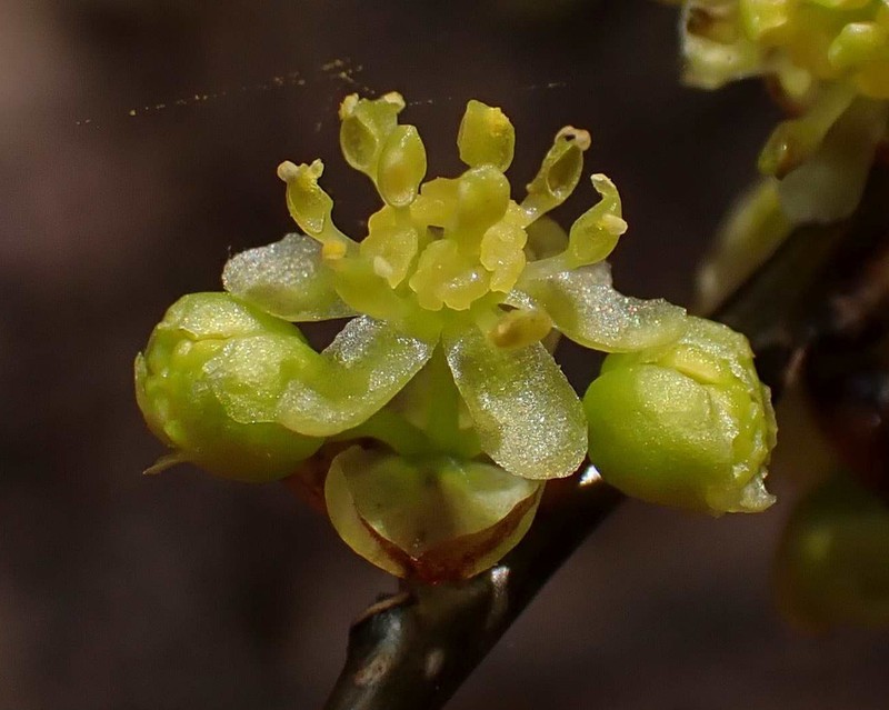 Northern Spicebush photo 3