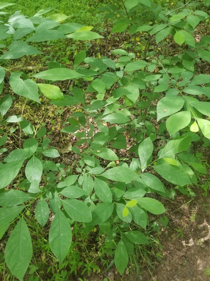 Northern Spicebush photo 4