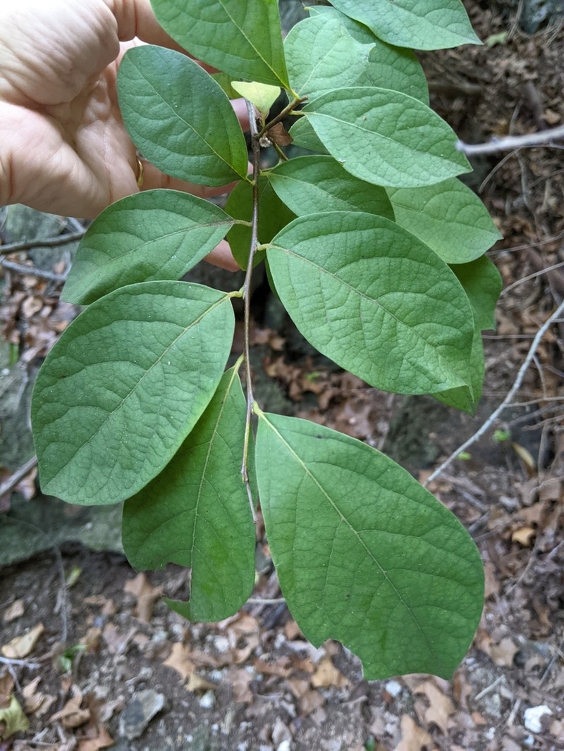 Northern Spicebush photo 5