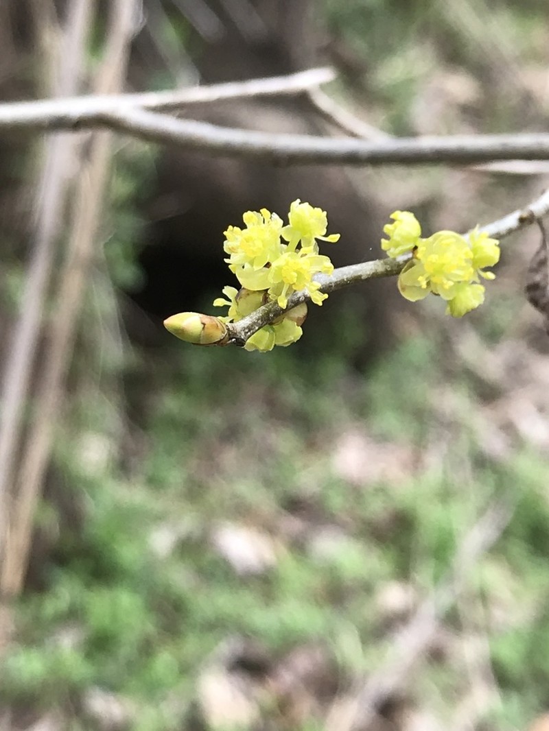 Northern Spicebush photo 6