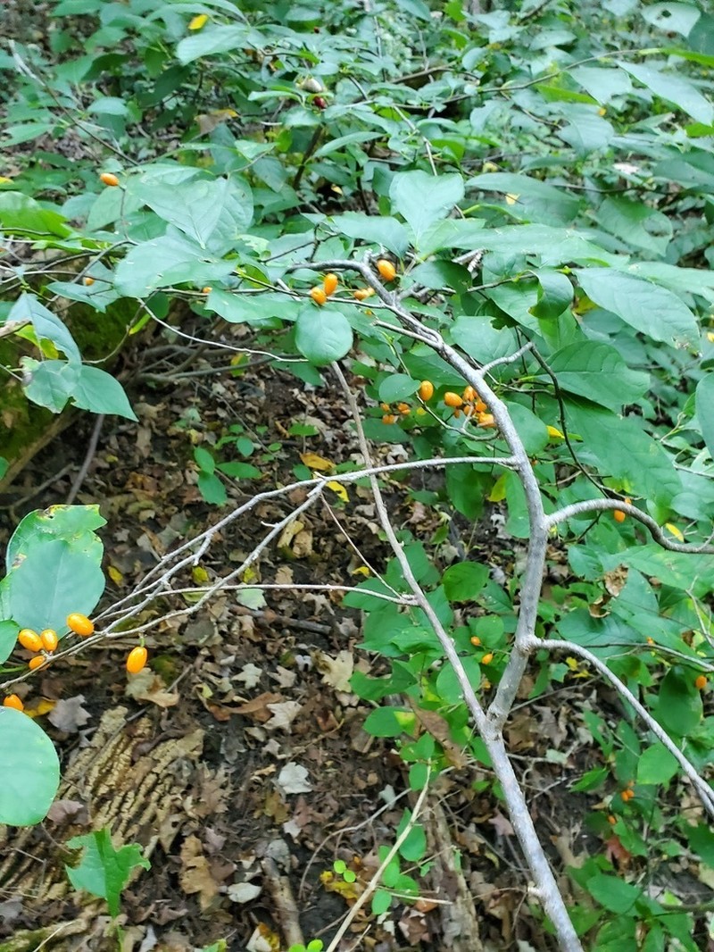 Northern Spicebush photo 7