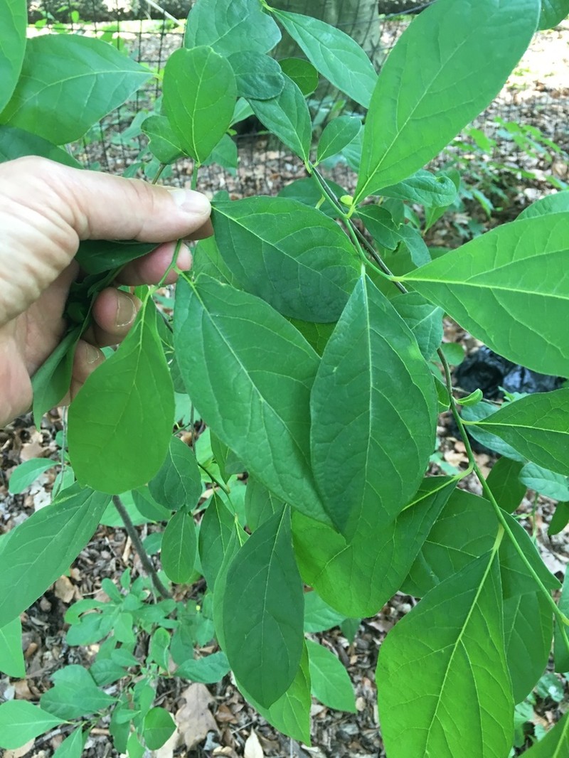 Northern Spicebush photo 8