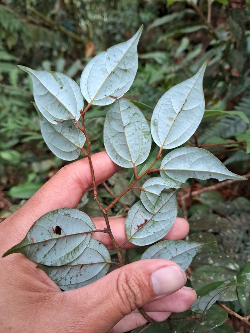 Lindera bibracteata