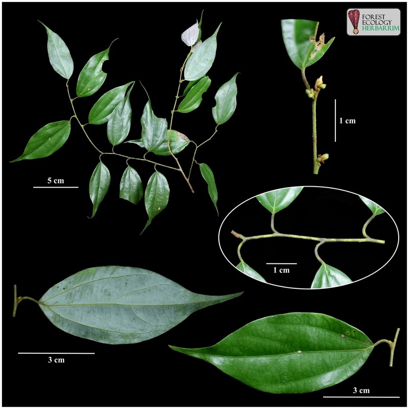 Lindera bibracteata photo 2