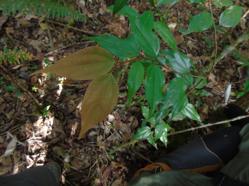 Lindera bibracteata photo 3