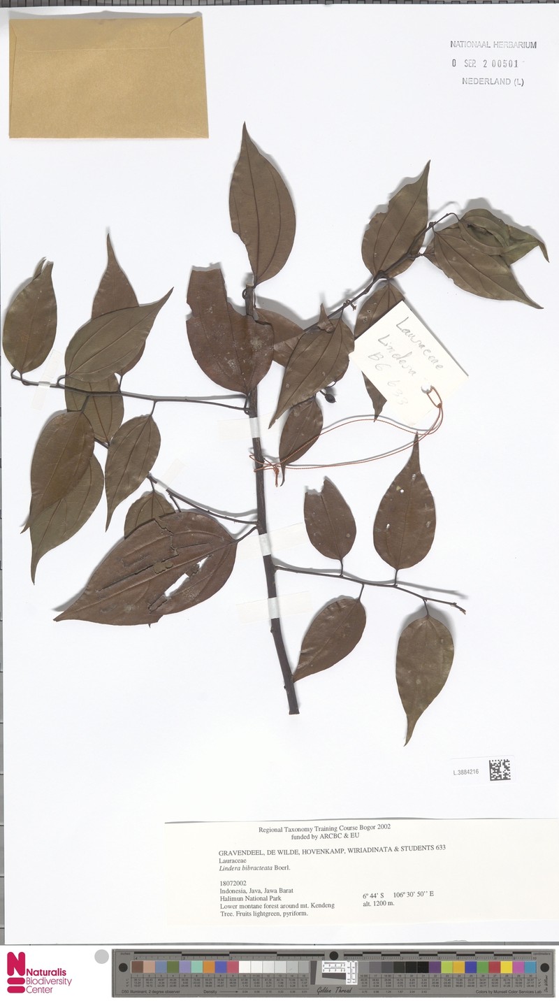 Lindera bibracteata photo 4