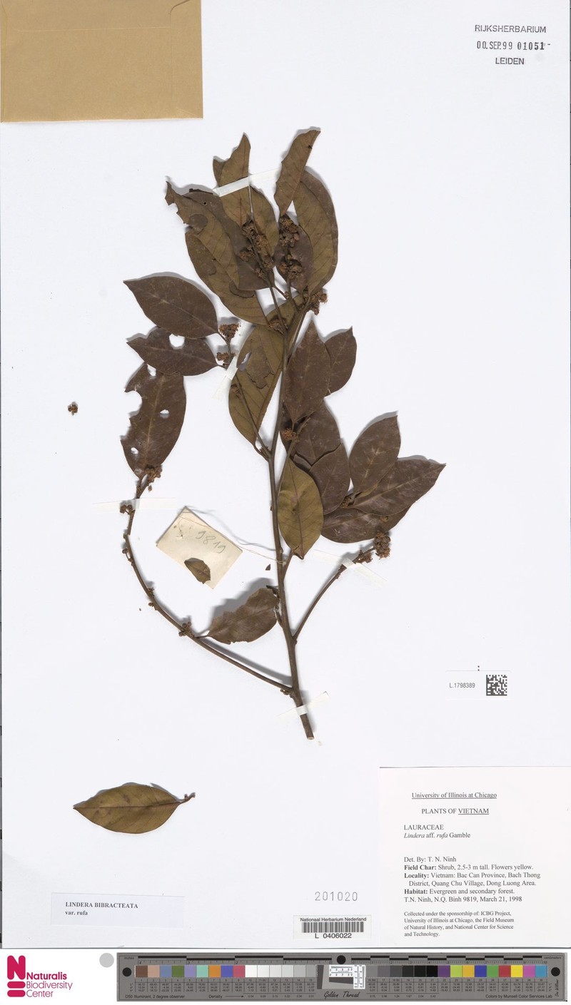 Lindera bibracteata photo 5