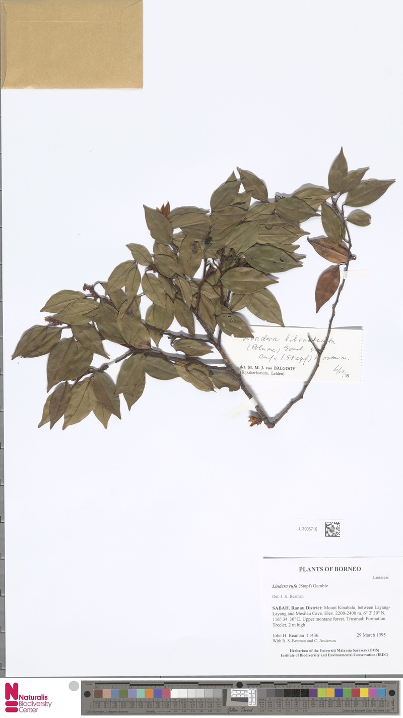 Lindera bibracteata photo 6