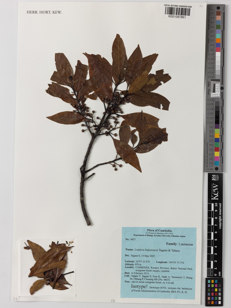 Lindera bokorensis