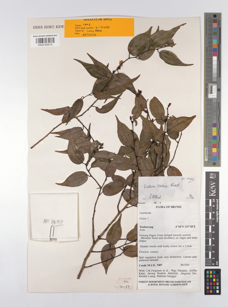 Lindera caesia