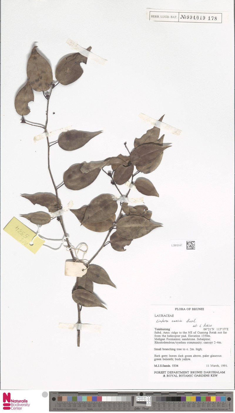 Lindera caesia photo 2