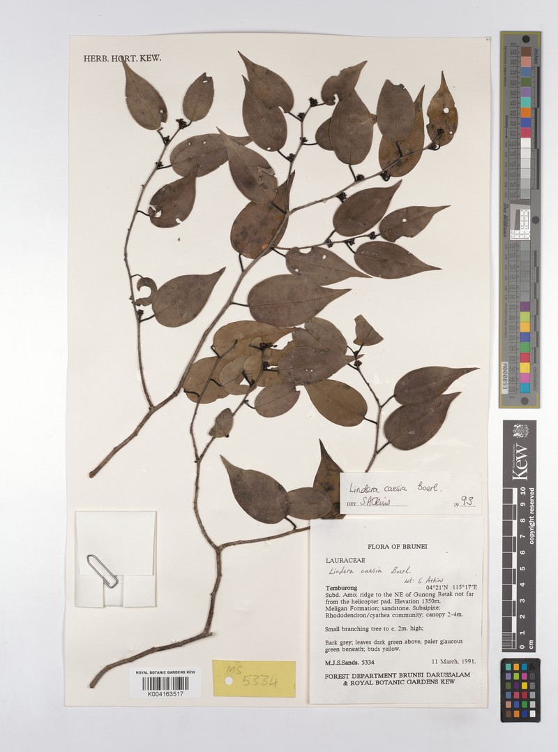 Lindera caesia photo 3