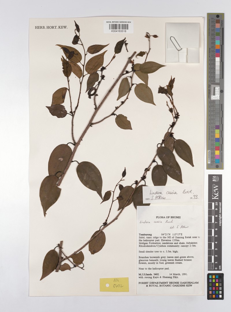 Lindera caesia photo 4