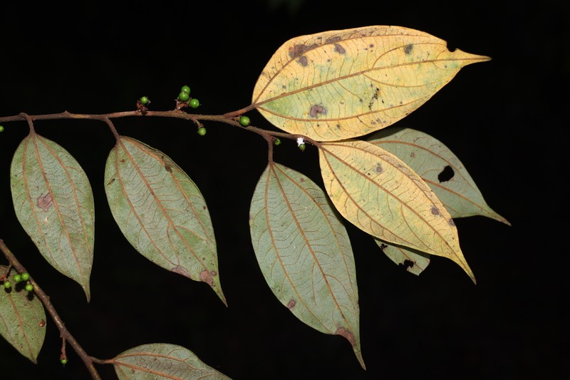 Lindera caudata
