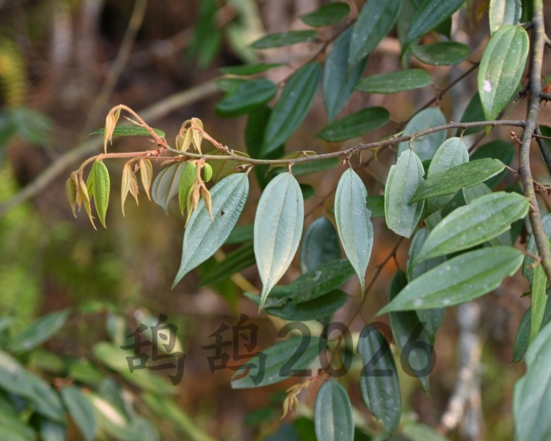 Lindera caudata photo 2
