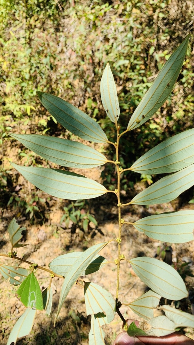 Lindera caudata photo 3