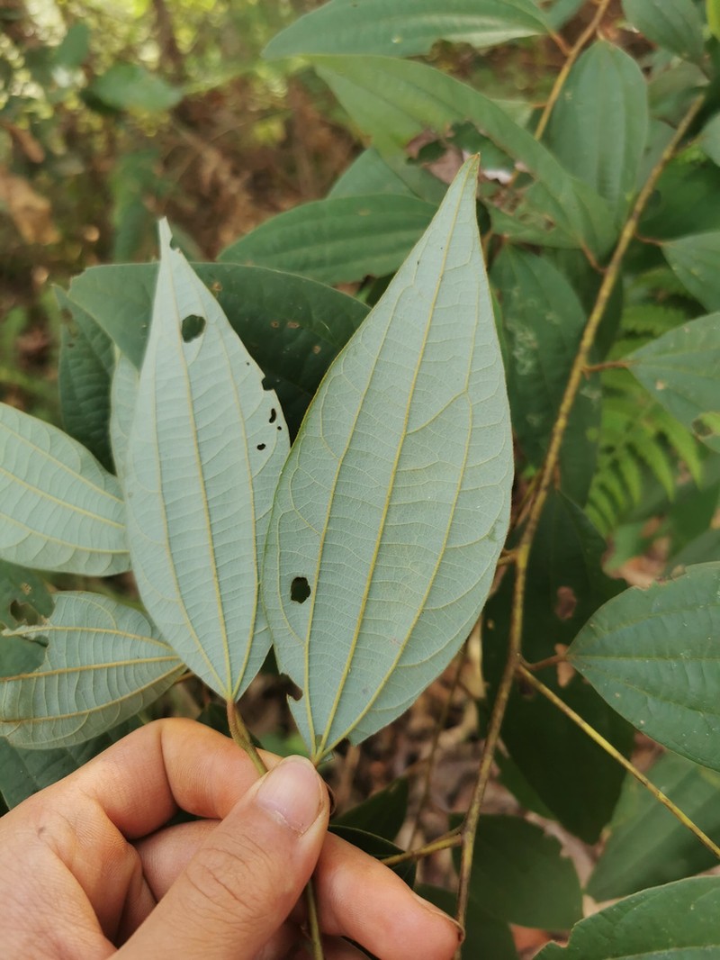 Lindera caudata photo 4