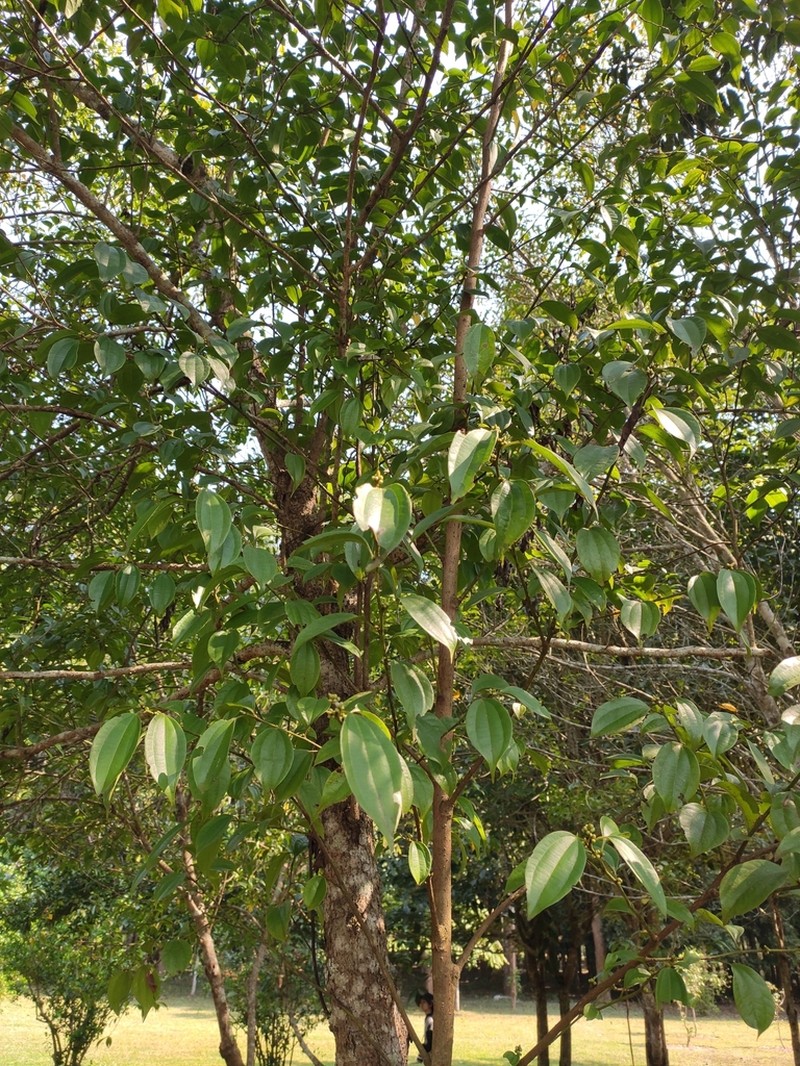 Lindera caudata photo 5