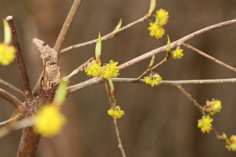 Lindera chienii photo 2