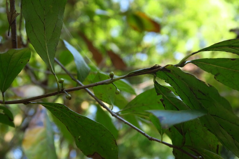 Lindera chienii photo 3