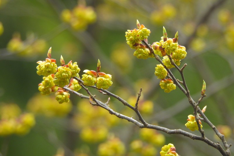 Lindera chienii photo 4