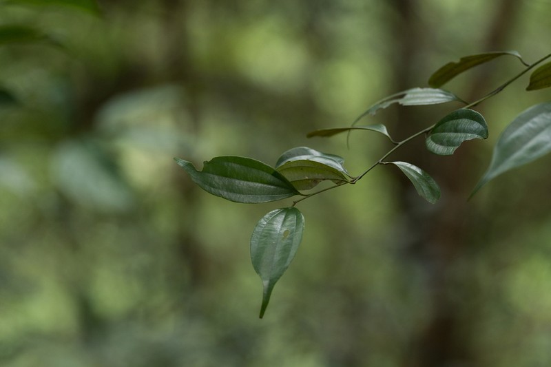 Lindera chunii