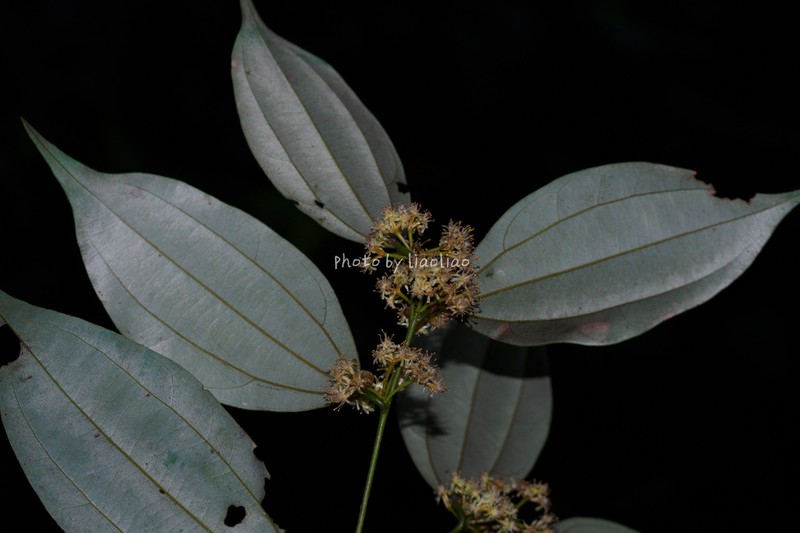 Lindera chunii photo 2