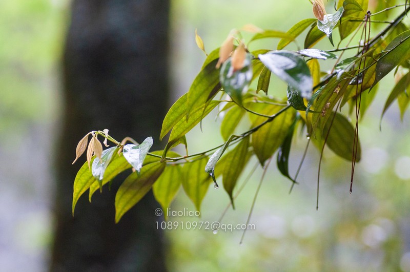 Lindera chunii photo 3