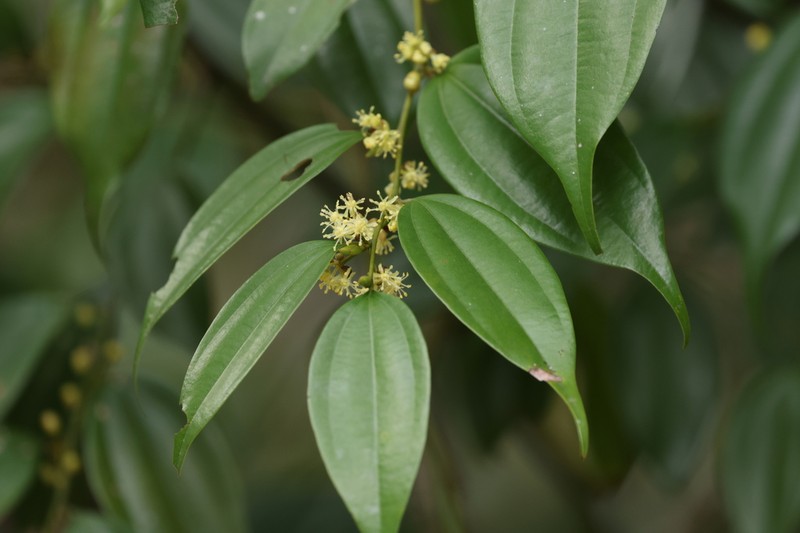 Lindera chunii photo 4