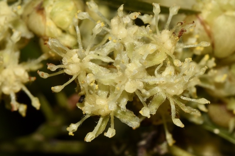 Lindera chunii photo 5