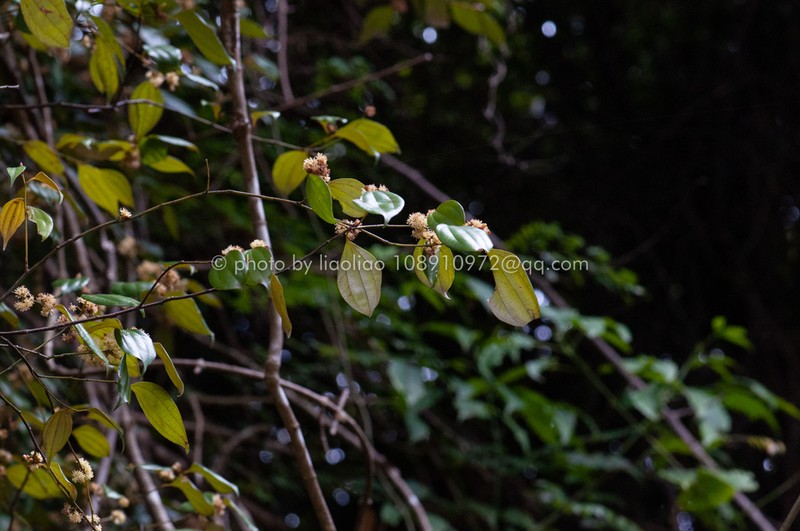 Lindera chunii photo 6
