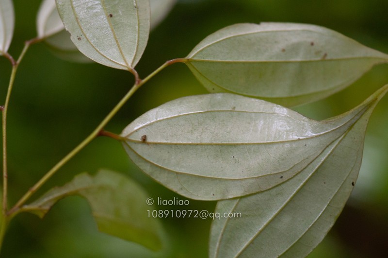 Lindera chunii photo 7