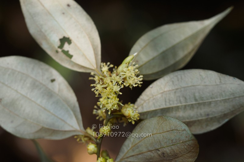 Lindera chunii photo 8