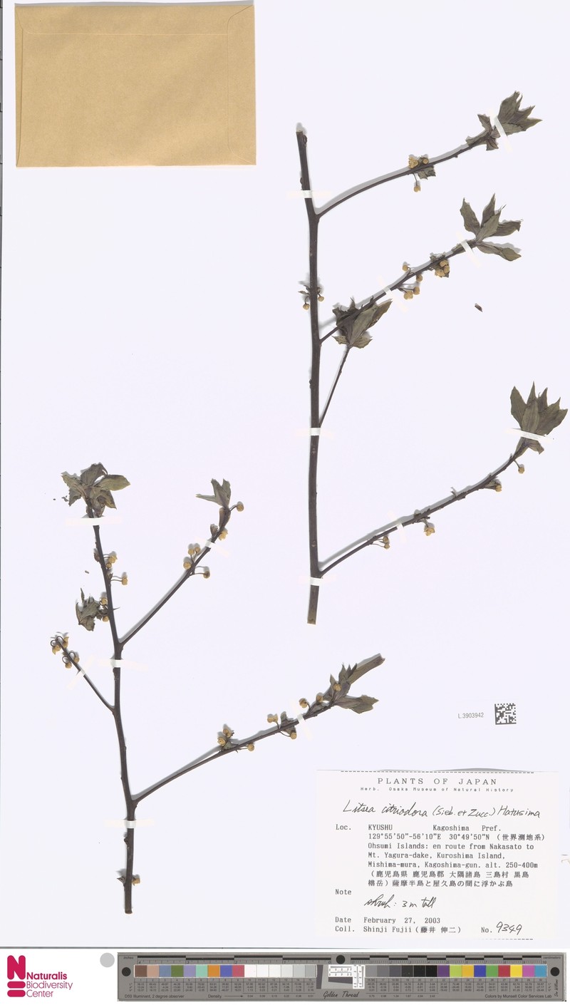 Lindera citriodora