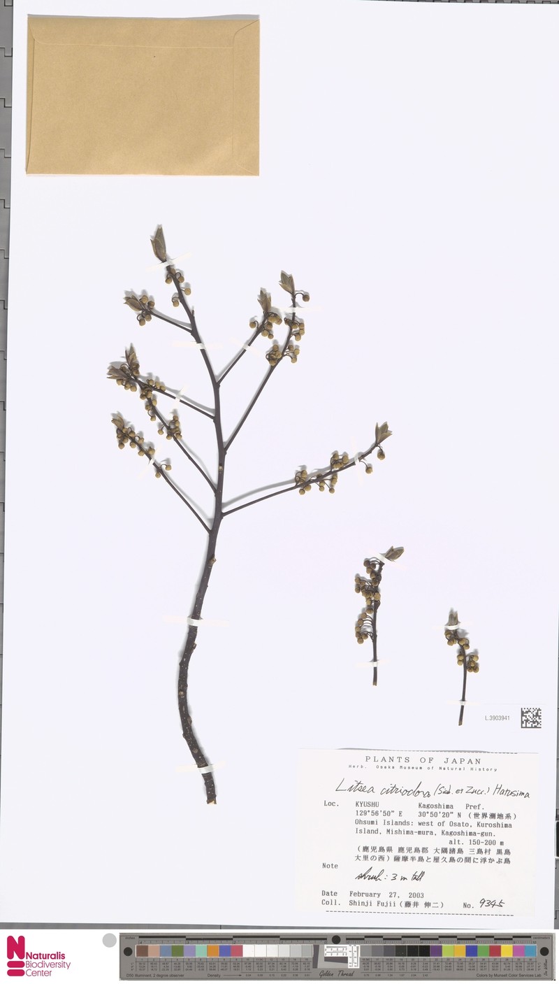 Lindera citriodora photo 2
