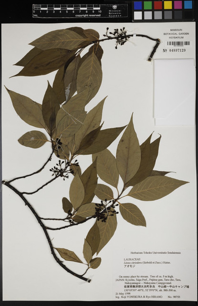 Lindera citriodora photo 3