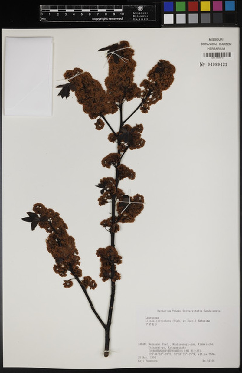 Lindera citriodora photo 4