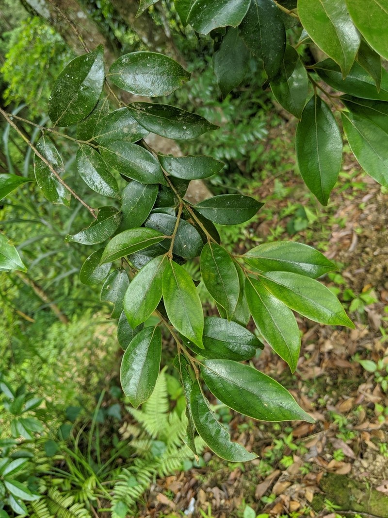 Lindera communis