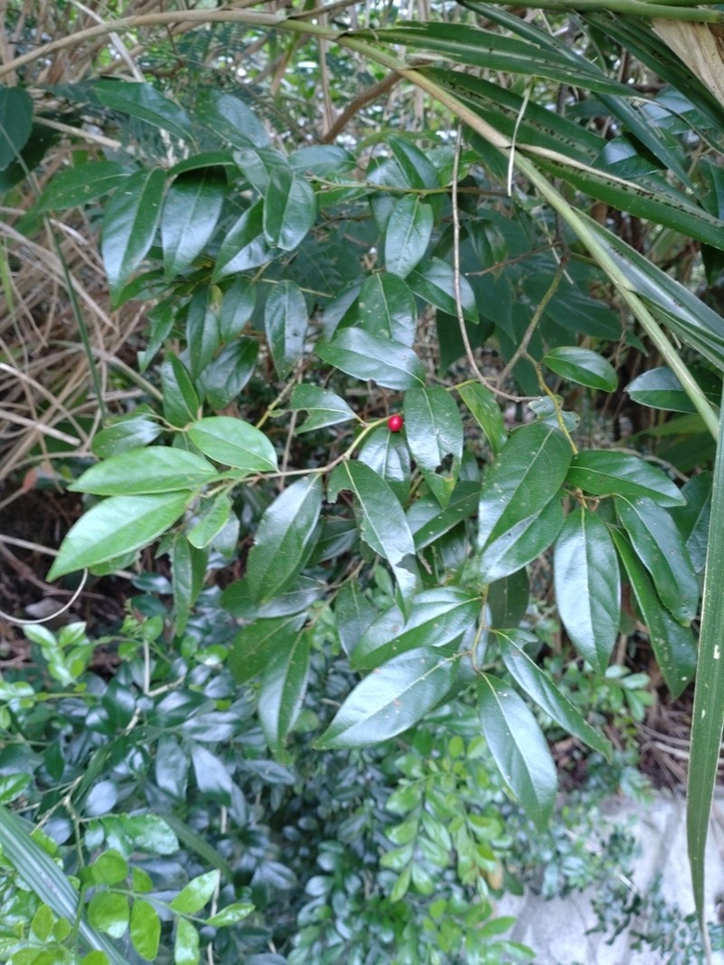 Lindera communis photo 2