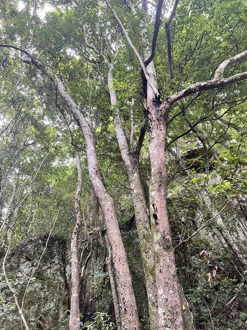 Lindera communis photo 3
