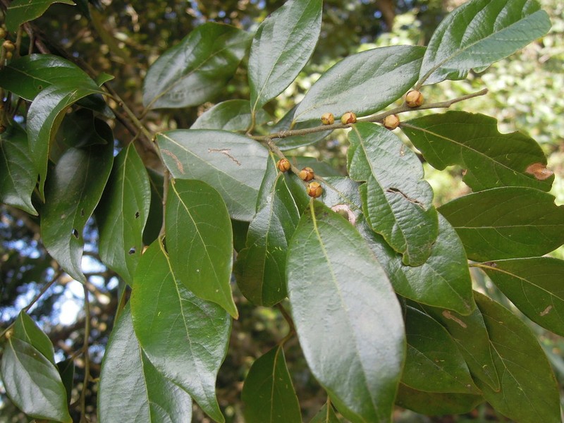 Lindera communis photo 4