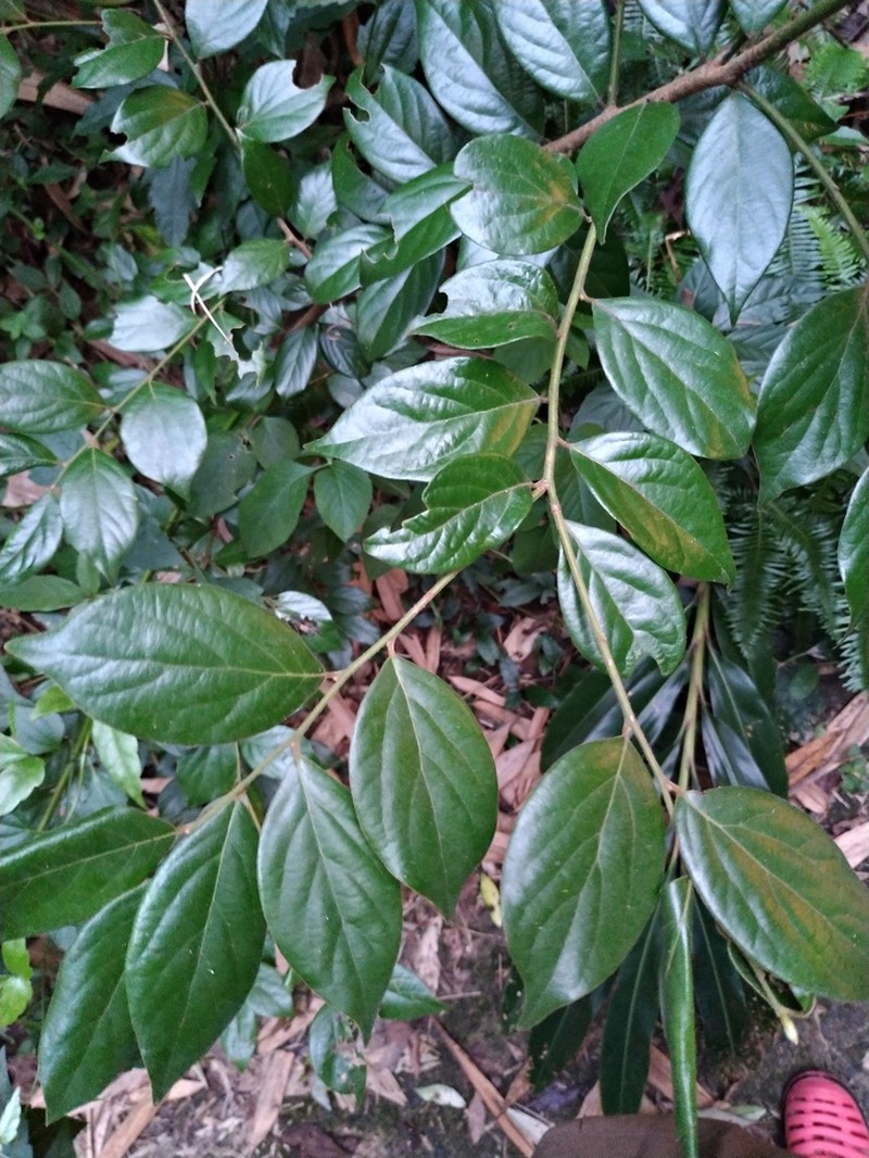 Lindera communis photo 5