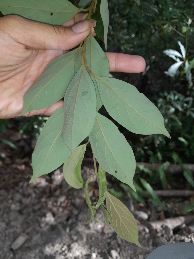 Lindera communis photo 6
