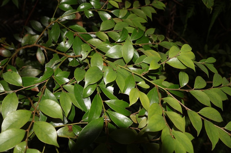 Lindera communis photo 7