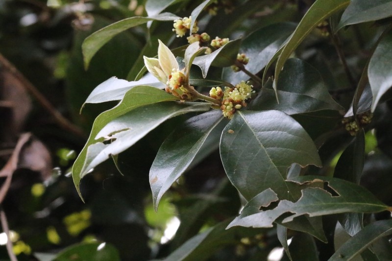 Lindera communis photo 8