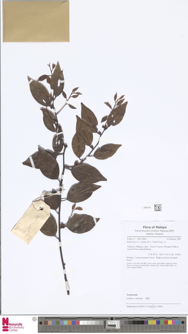 Lindera concinna