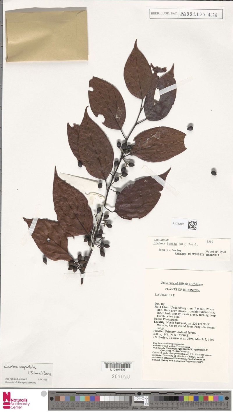 Lindera cuspidata