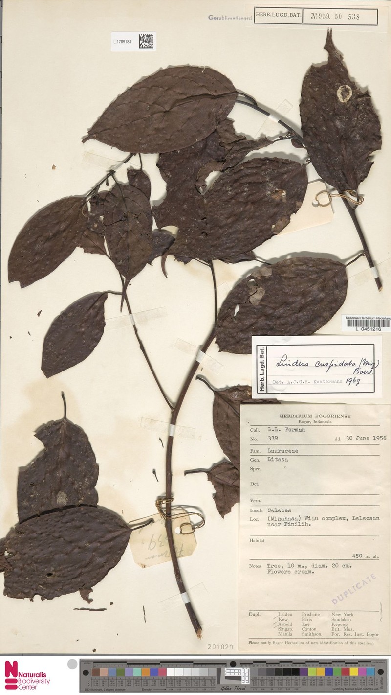 Lindera cuspidata photo 2
