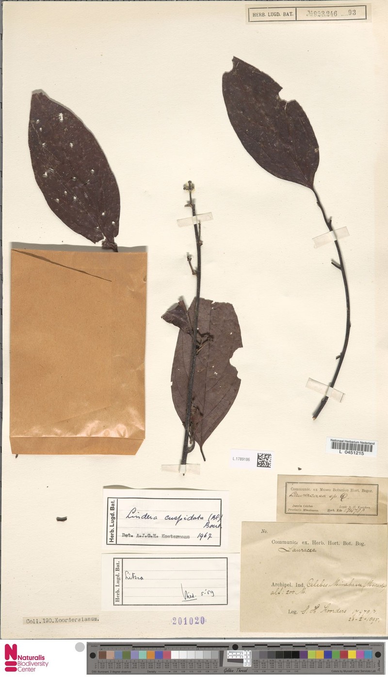 Lindera cuspidata photo 3